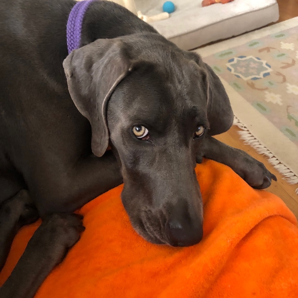 Meet your Posher, Elizabeth